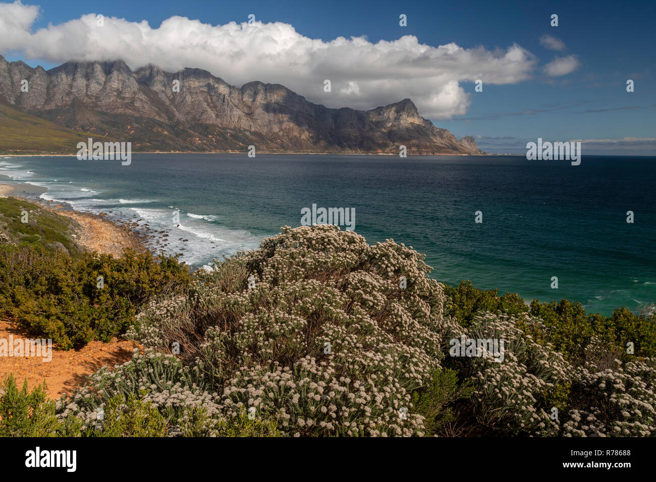 Dans fynbos, Kogel Bay et la Réserve de biosphère de Kogelberg de Kogelberg, chaîne de montagnes, à l'est de Cape Town, Afrique du Sud Banque D'Images