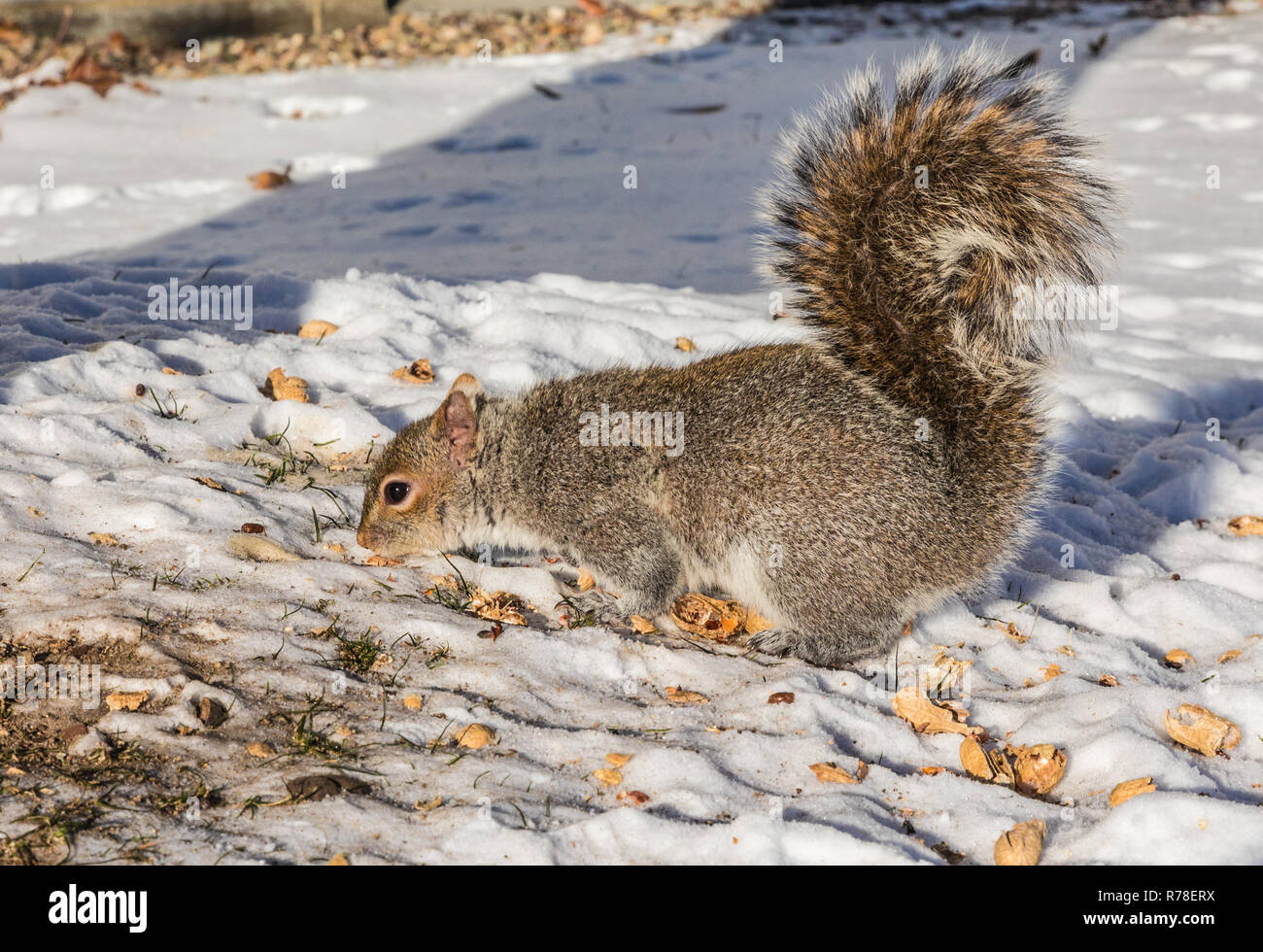 Funny ecureuil gris sitting in snow cracking écrou sur fond blanc neige Banque D'Images