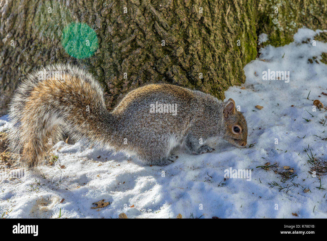 Funny ecureuil gris sitting in snow cracking écrou sur fond blanc neige Banque D'Images