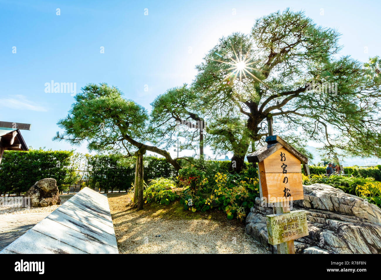 Atami, Shizuoka / Japon - 2 décembre 2018 : pas d'Omiya Matsu pine tree célèbre repère culturel d'Izu Banque D'Images