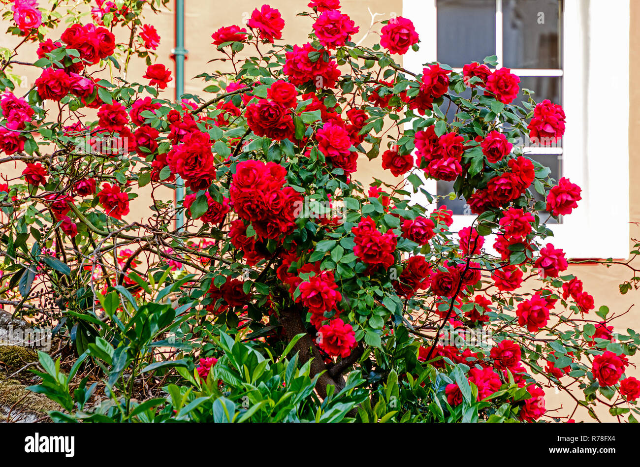 Â floraison luxuriante rouge rosier grimpant haut en face de la fenêtre blanche Banque D'Images