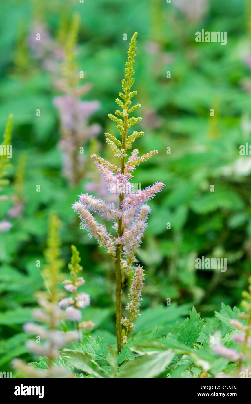 Close-up of pink Astilbe chinensis Visions dans la forêt. Banque D'Images