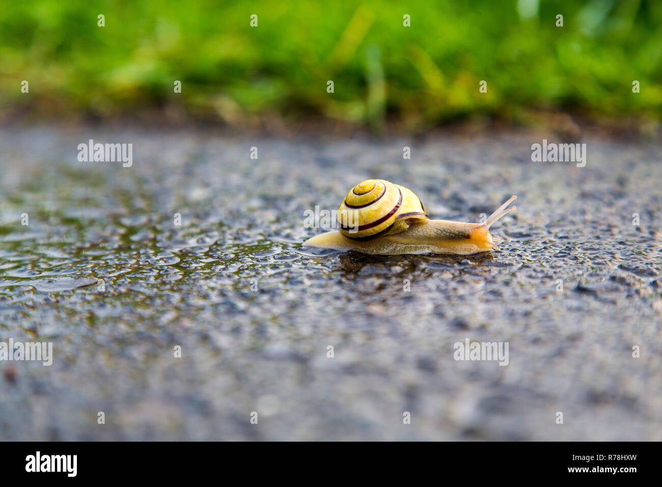 Grove (escargot Cepaea nemoralis), sur l'asphalte humide, Allemagne Banque D'Images