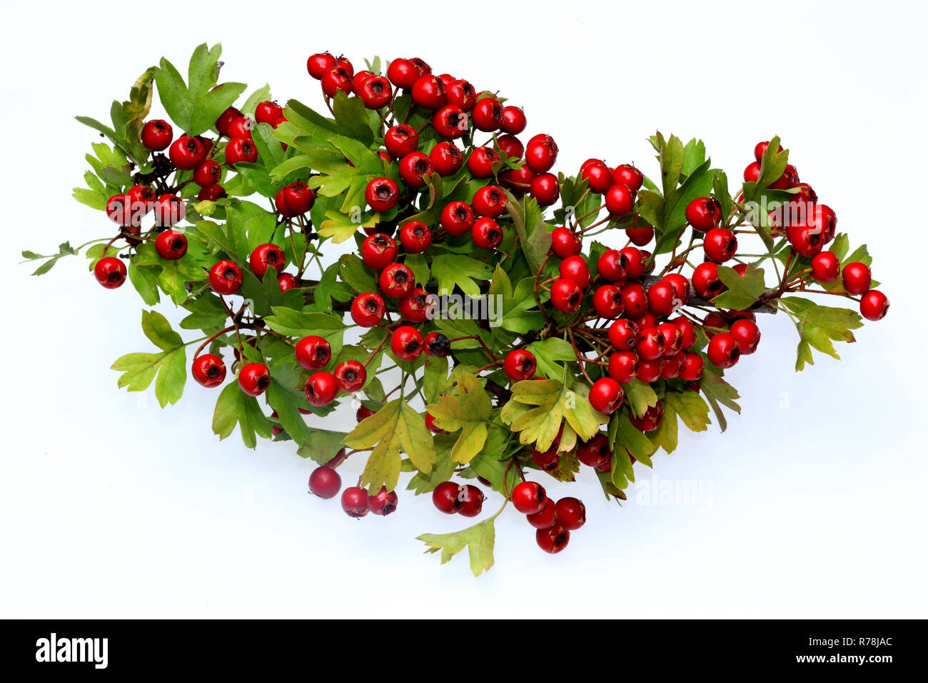 Les baies d'aubépine commune mûrs (Crataegus monogyna) Banque D'Images