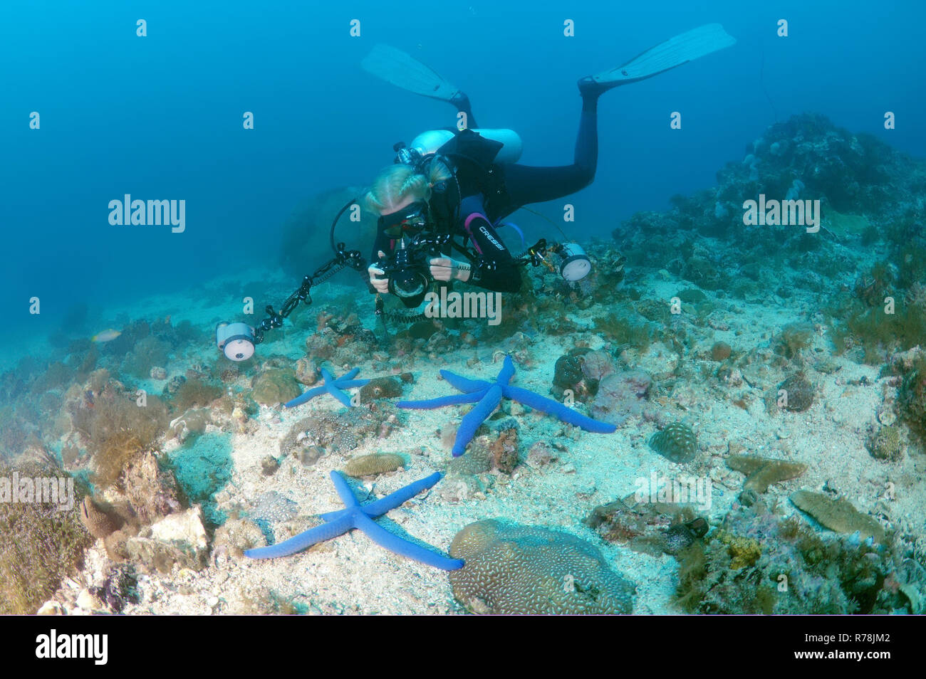 Diver prendre des photos d'étoiles de mer linckia laevigata (bleu), la mer de Bohol, Philippines Banque D'Images