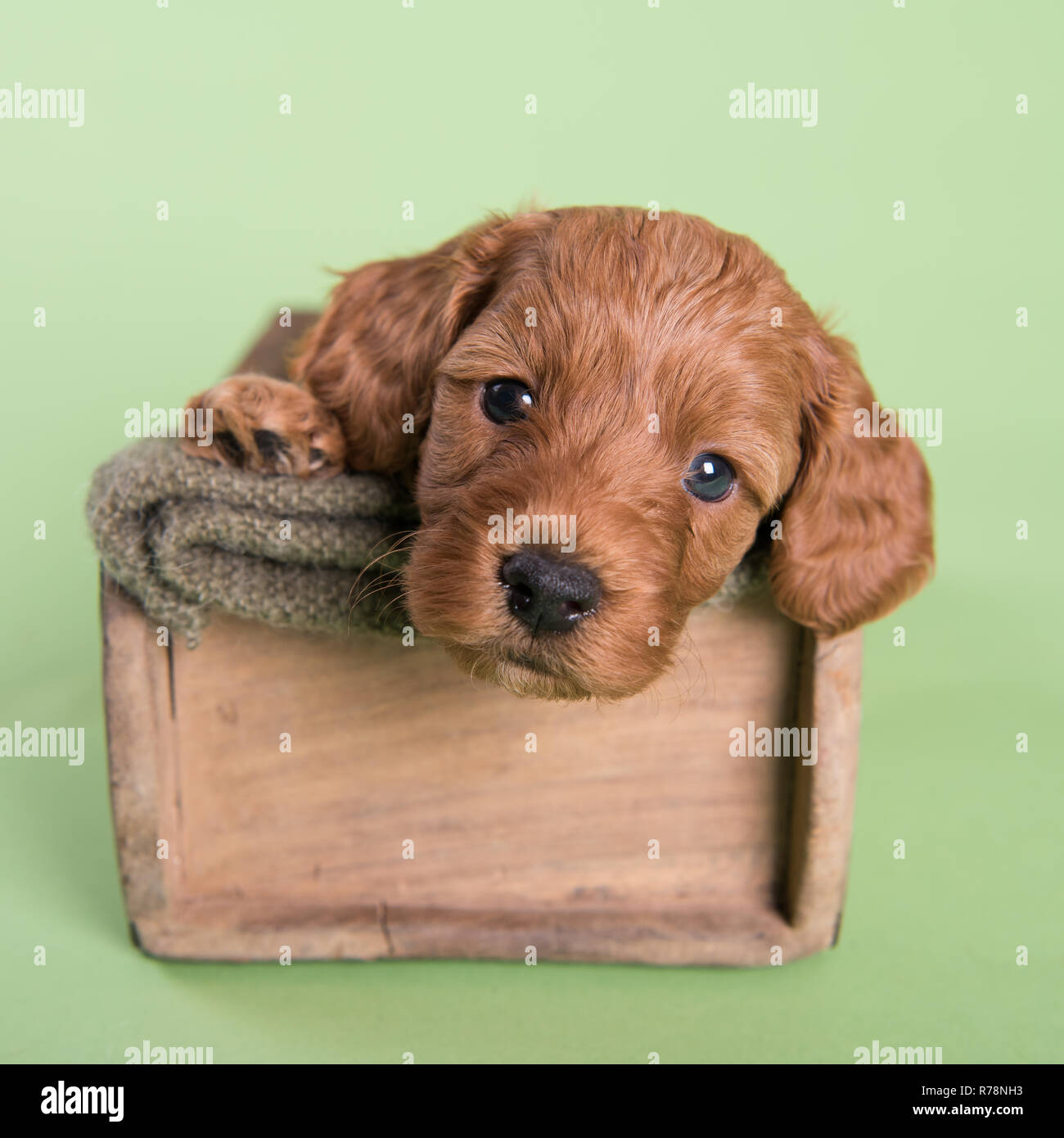Cute Puppy dog Cockapoo photographie professionnelle Banque D'Images
