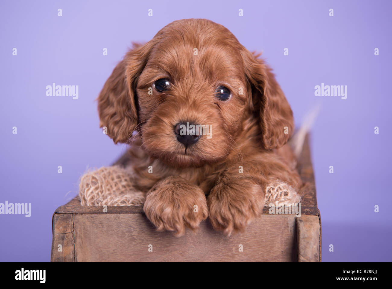 Cute Puppy dog Cockapoo photographie professionnelle Banque D'Images