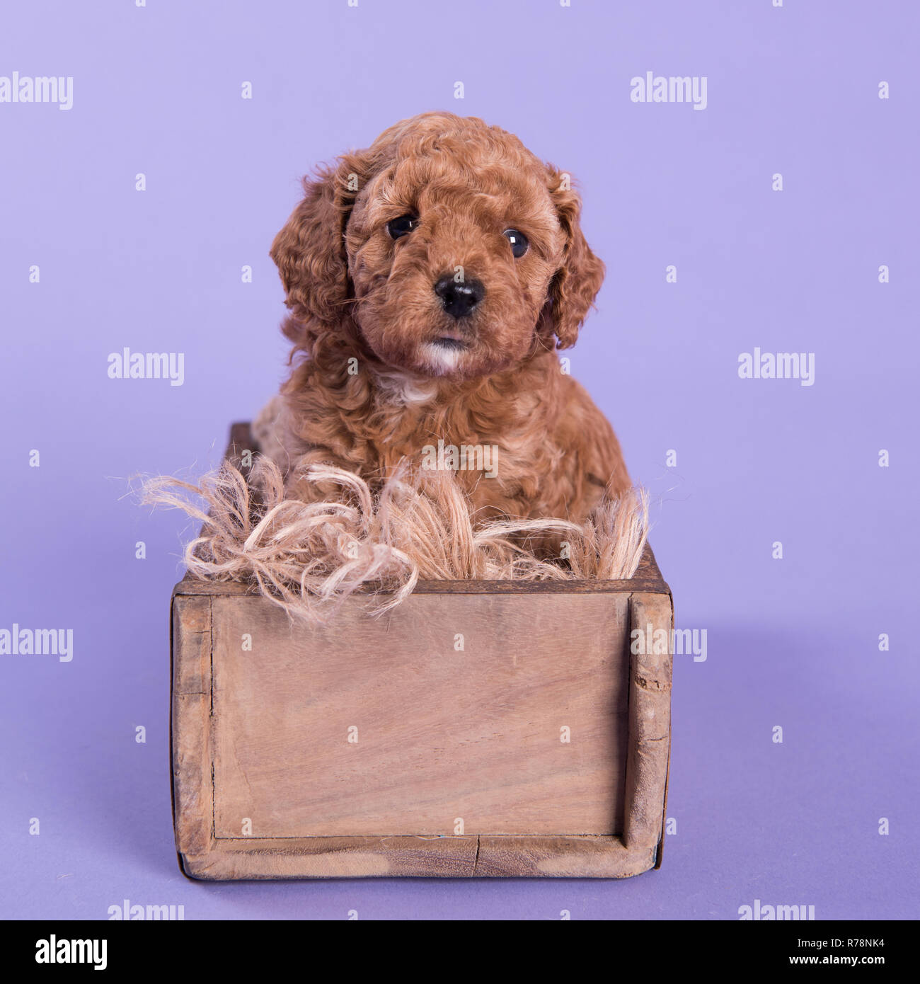 Cute Puppy dog Cockapoo photographie professionnelle Banque D'Images