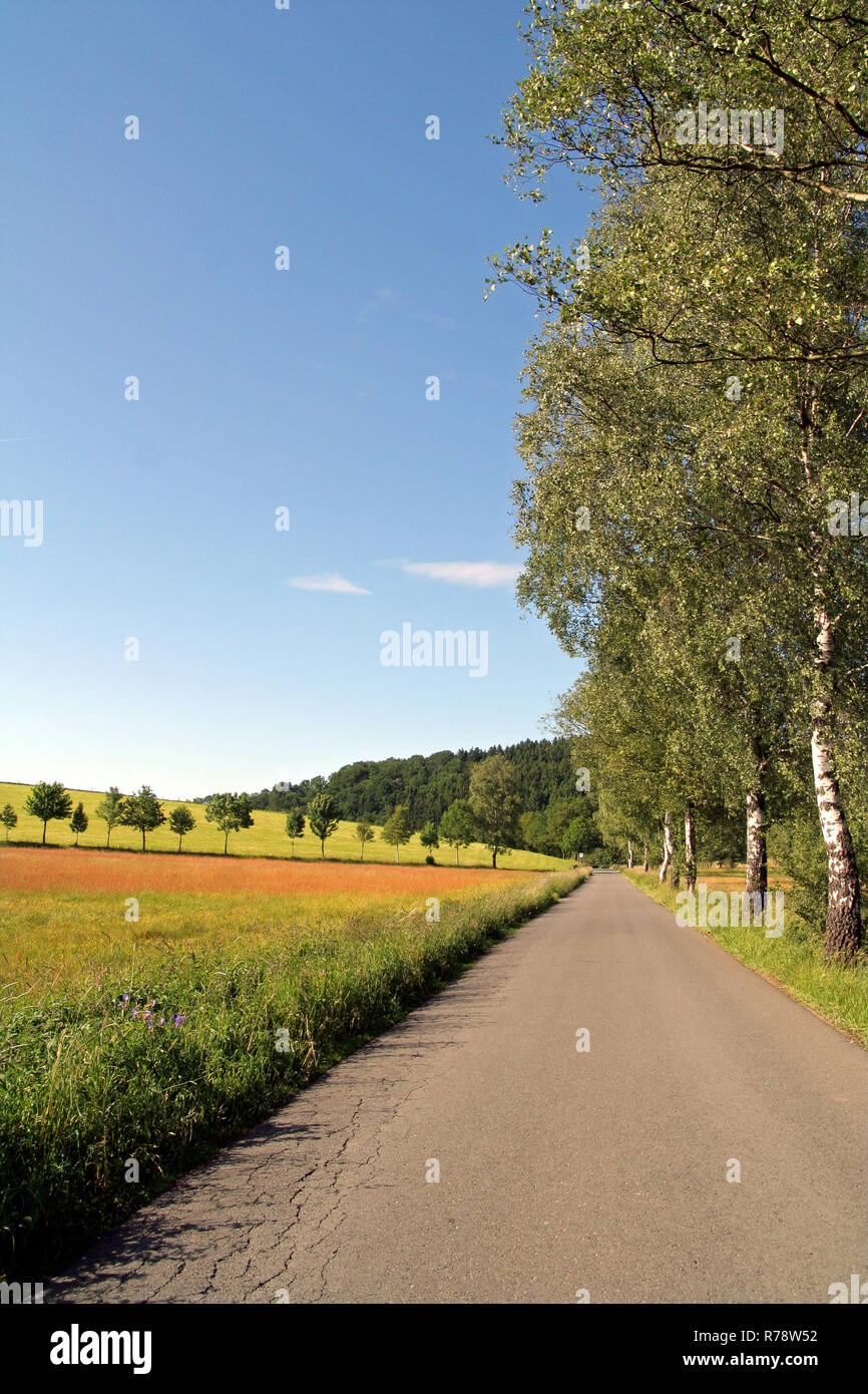 Les bouleaux dans le pays oberbergischen Banque D'Images