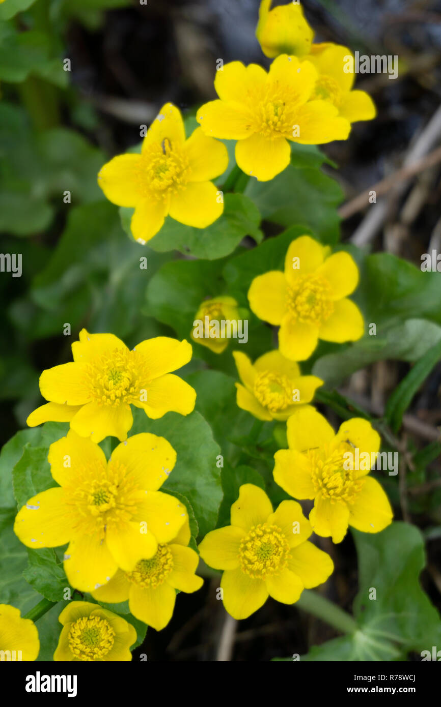 Fond Jaune Avec Des Fleurs De Printemps Caltha Palustris