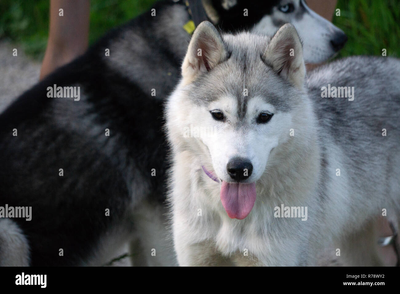 Race de chien husky de Sibérie wild beau visage Banque D'Images