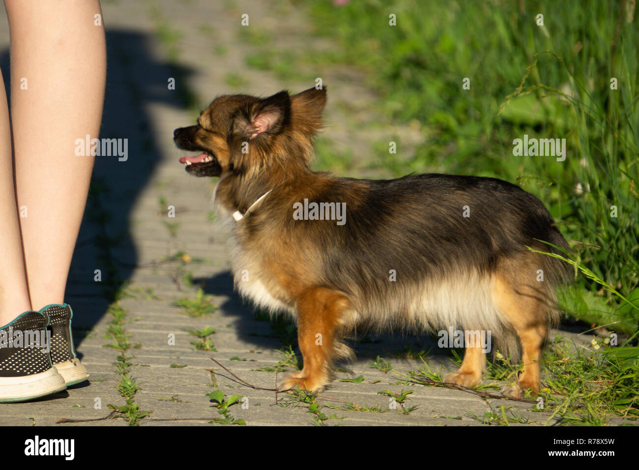 Chihuahua jouant dans l'herbe jeune paysage Banque D'Images
