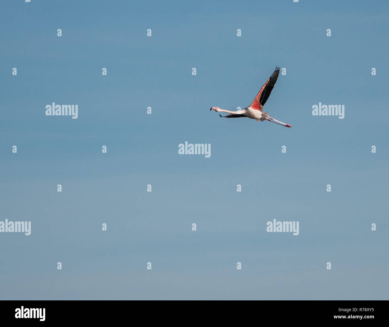 Flamant rose (Phoenicopterus roseus) voler dans un ciel clair au cours de la matinée. Banque D'Images