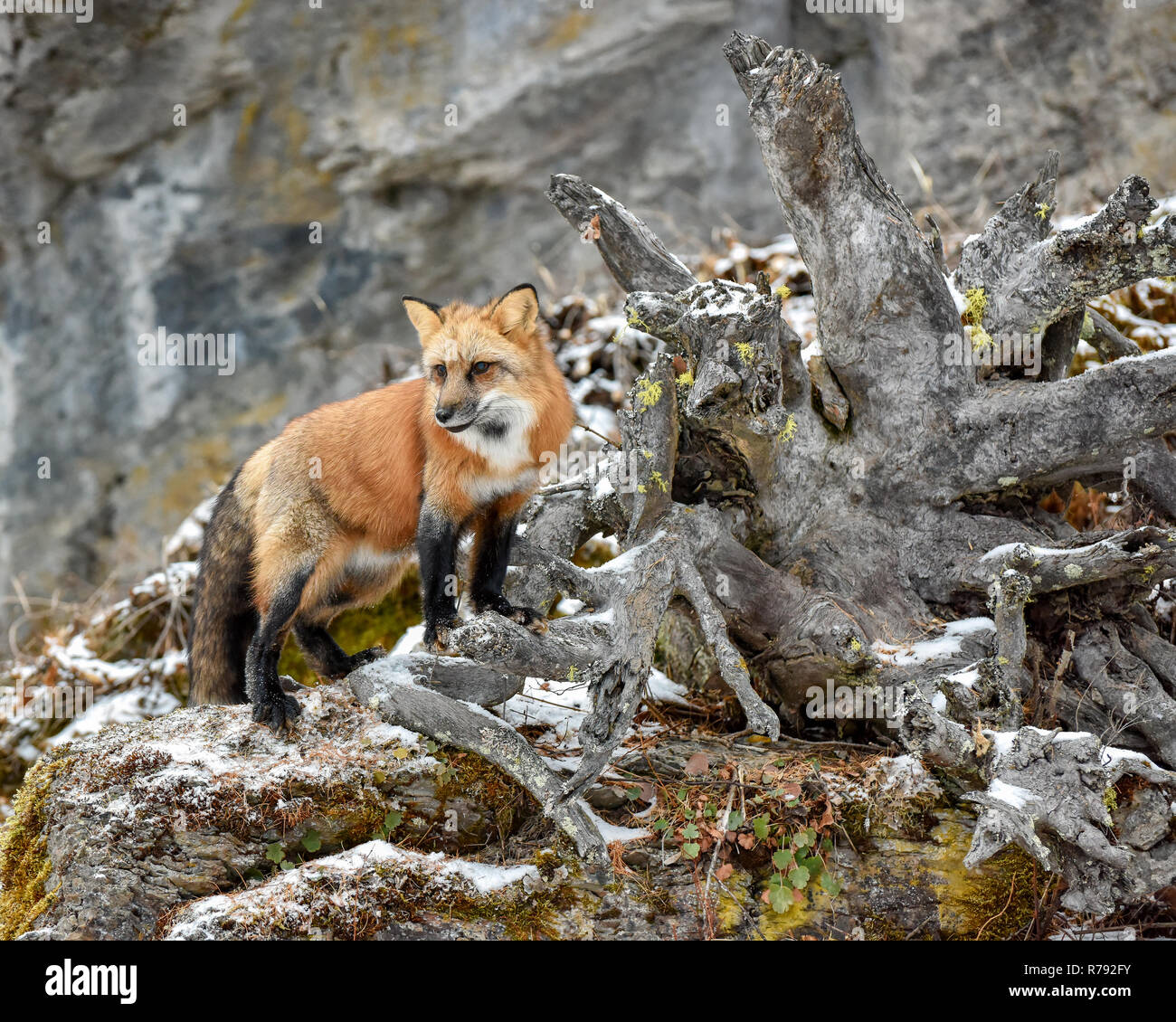 Le renard roux se tenait à côté de racines d'un arbre tombé Banque D'Images