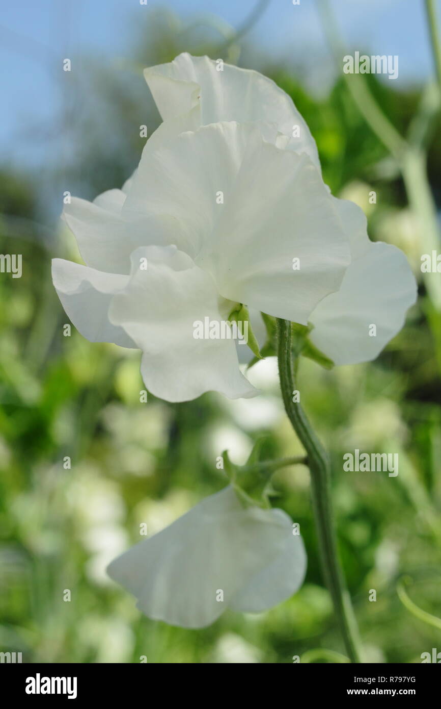 Lathyrus odoratus 'Wedding Day' pois de fleurs dans un jardin de coupe Banque D'Images