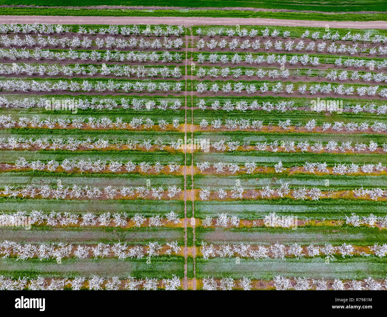 Les jeunes fleurs prune jardin, vue d'en haut. Durée du drone sur le jardin fleuri. Banque D'Images