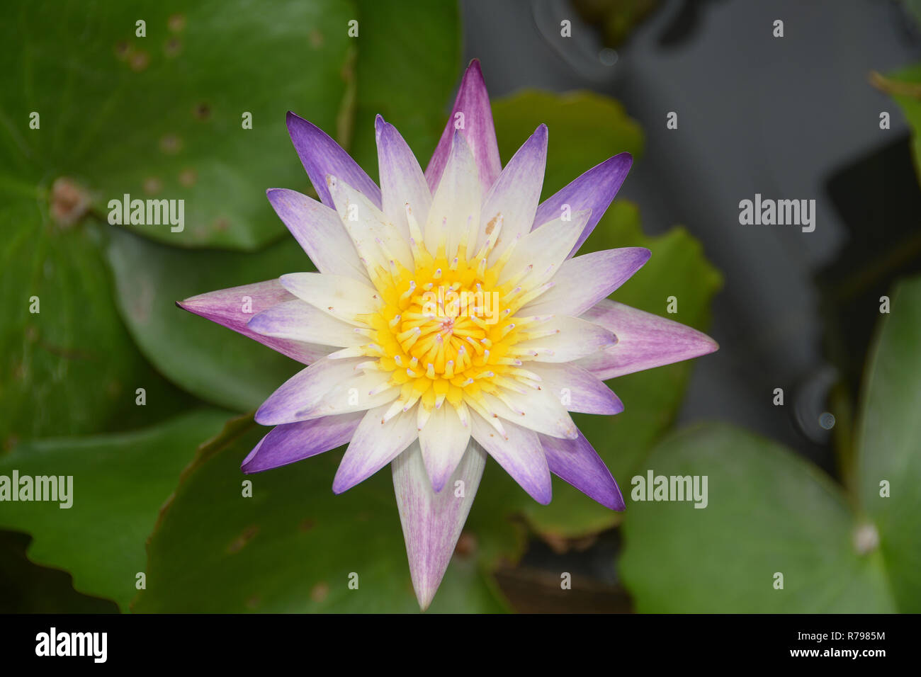 Violet Blanc Nilumbo Nucifera Fleur de Lotus dans la piscine de l'eau Banque D'Images