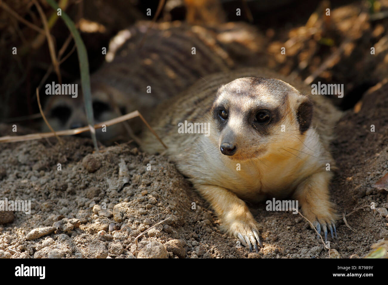 Meerkat (Suricata suricatta) famille dans le terrier Banque D'Images