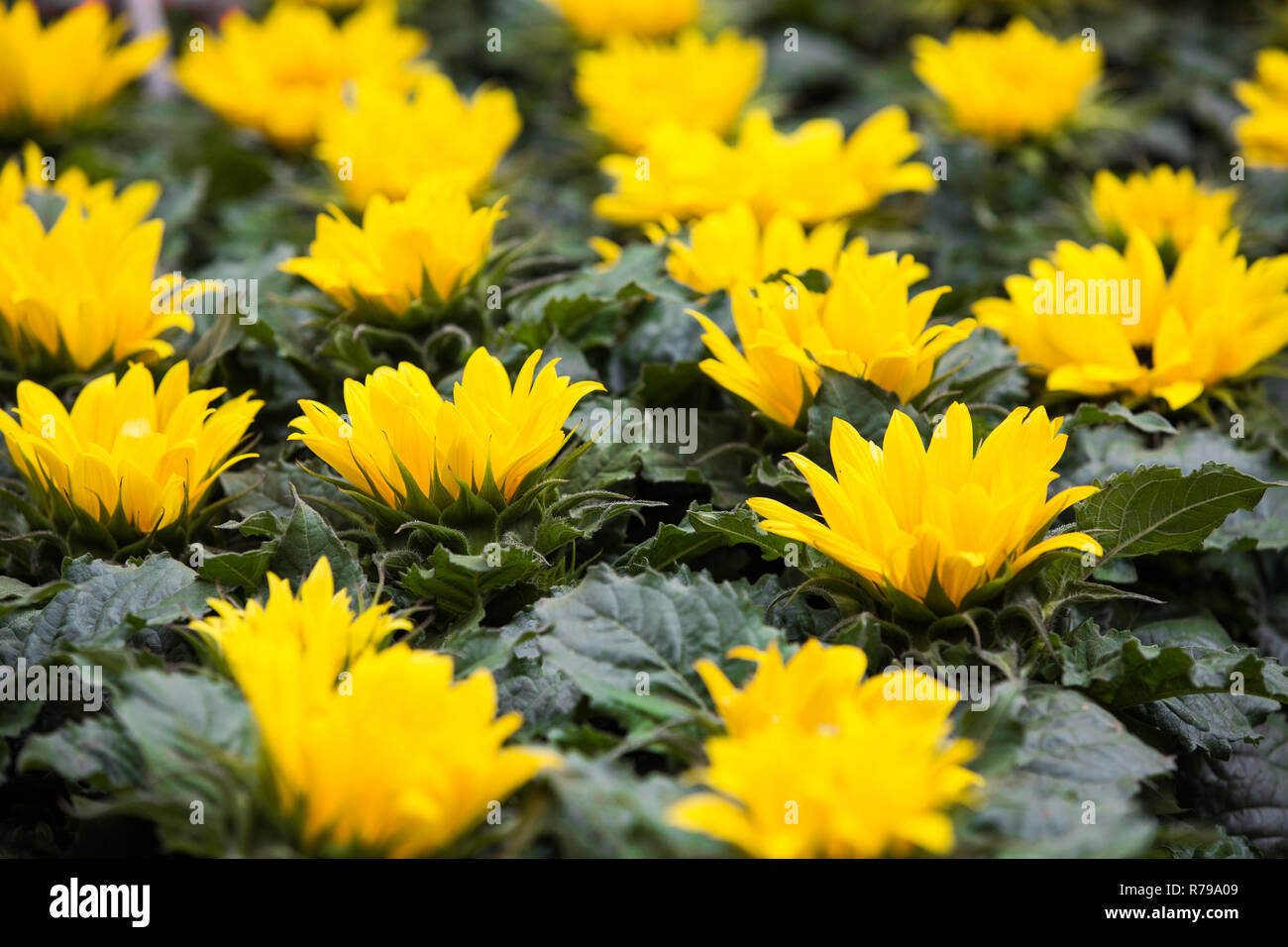 Une image complète nature fond de fleurs jaune vif avec des feuilles vertes dans une rangée et en remplissant le cadre with copy space Banque D'Images