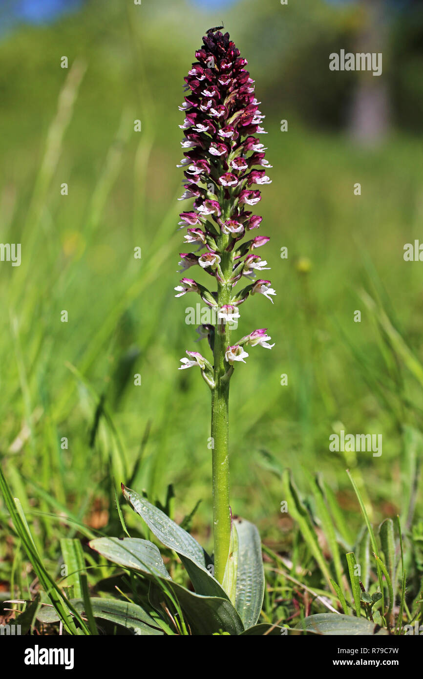 Orchis ustulata orchis commun de la vallée près de Breisach liliental Banque D'Images Orchis ustulata orchis commun de la vallée près de Breisach liliental Banque D'Images