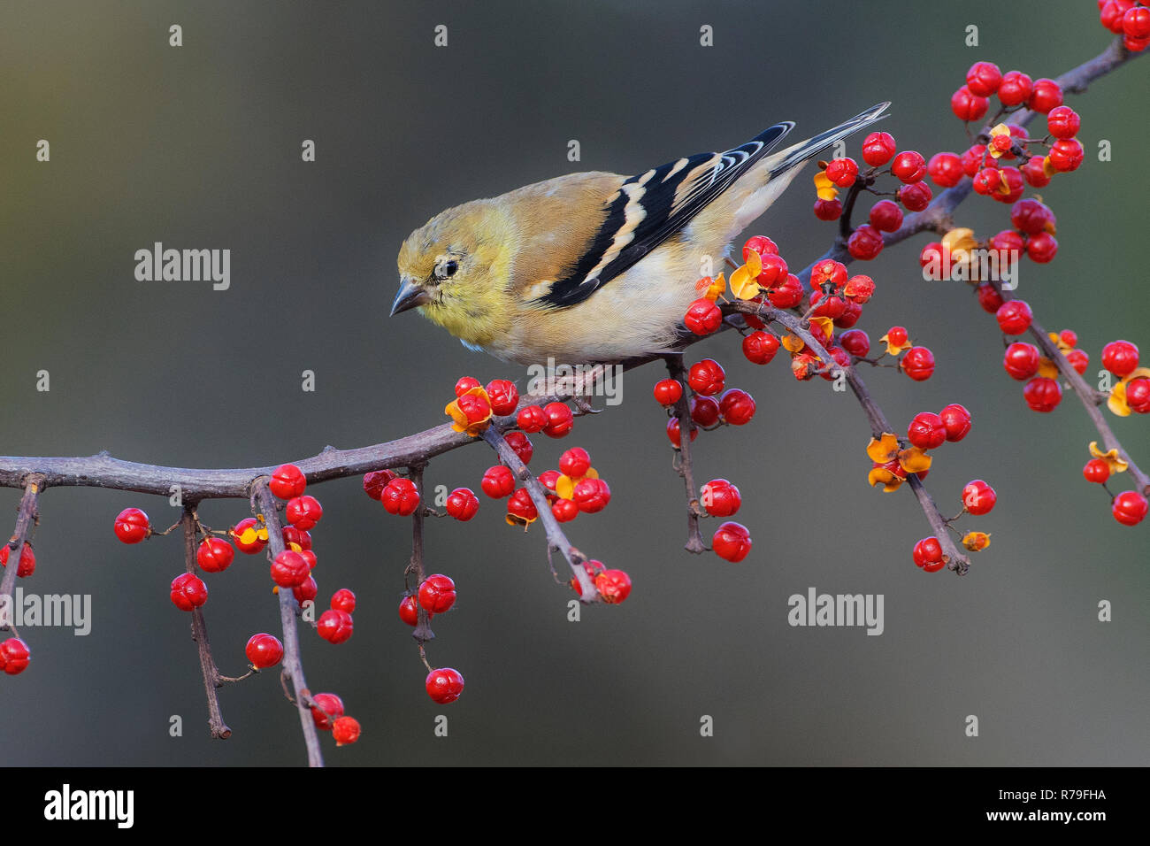 En plumage d'hiver chardonneret perché sur les fruits doux-amer oriental Banque D'Images