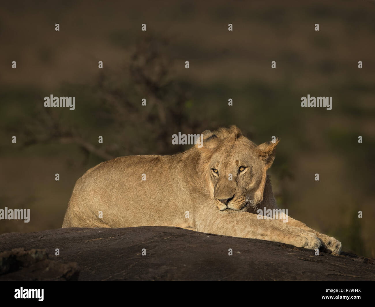 Un jeune lion (Panthera leo) se trouve sur un rocher au soleil dans le Masai Mara, Kenya Banque D'Images