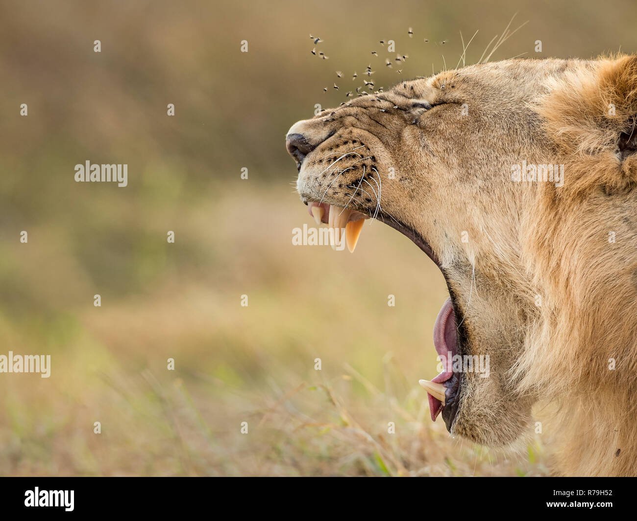 Male lion (Panthera leo) Le bâillement montrant les dents avec le nez rond vole à tha Masai Mara, Kenya Banque D'Images