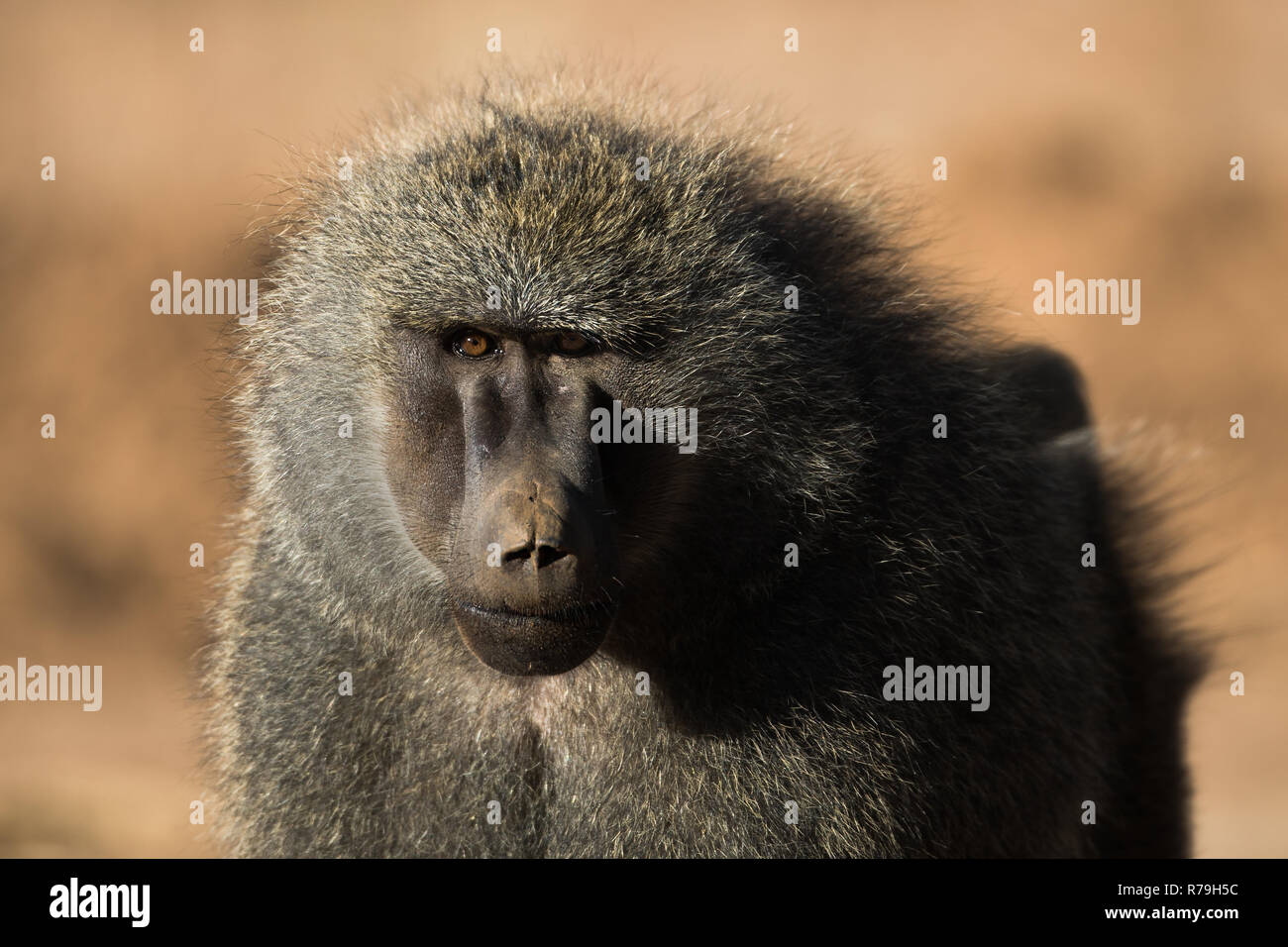 Babouin (Papio) marcher vers la caméra à Samburu, Kenya Banque D'Images