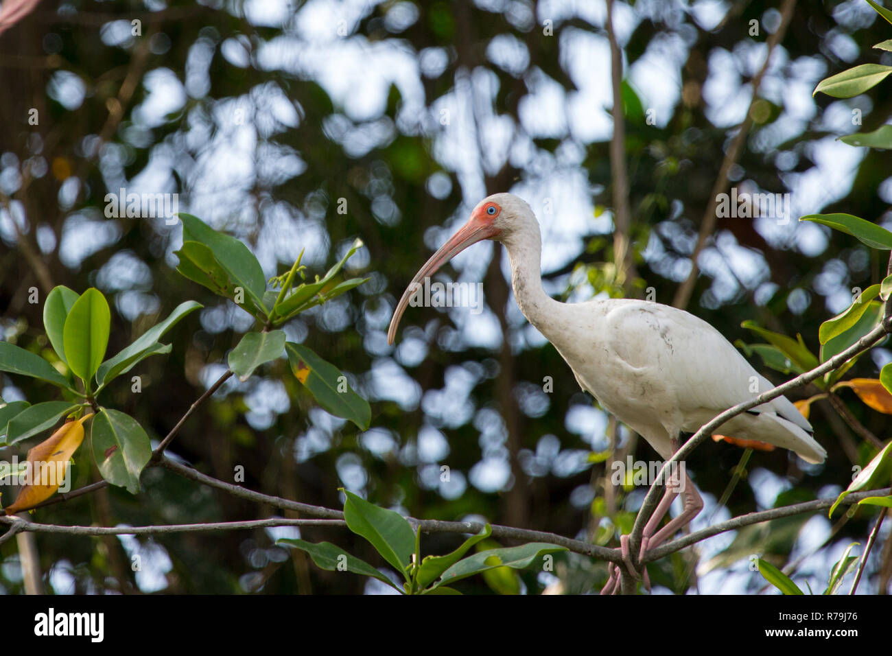 Ibis blanc américain perché dans les arbres de la mangrove, de l'Équateur, 2018 Banque D'Images