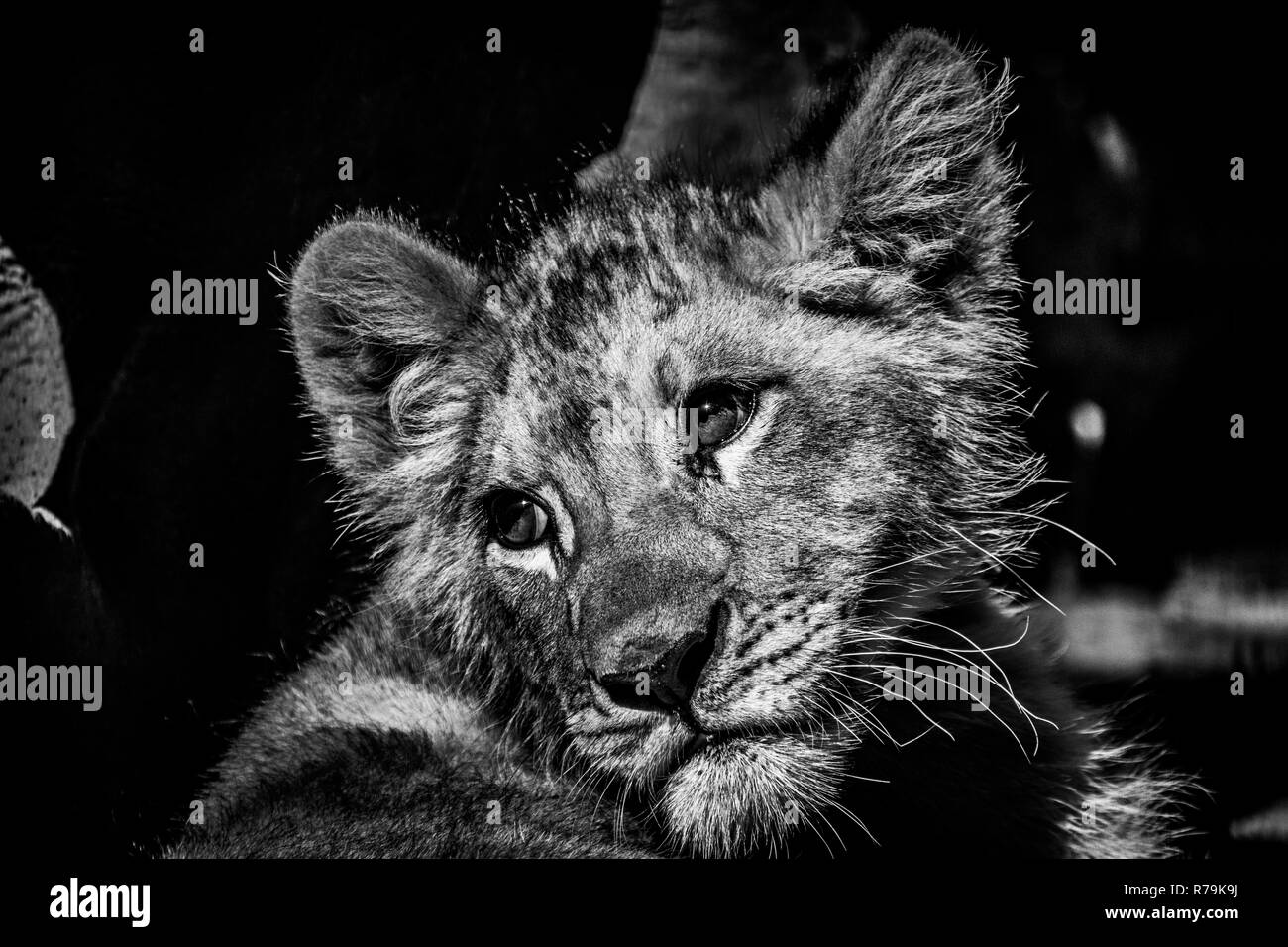 Un beau portrait d'un petit lion cub ayant une pause à l'ombre en noir et blanc Banque D'Images