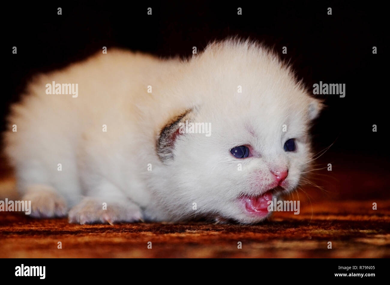 Petit chaton blanc moelleux fait ses premiers pas. La pli mignon visage offensé le chat, ouvrit la bouche et meows Banque D'Images