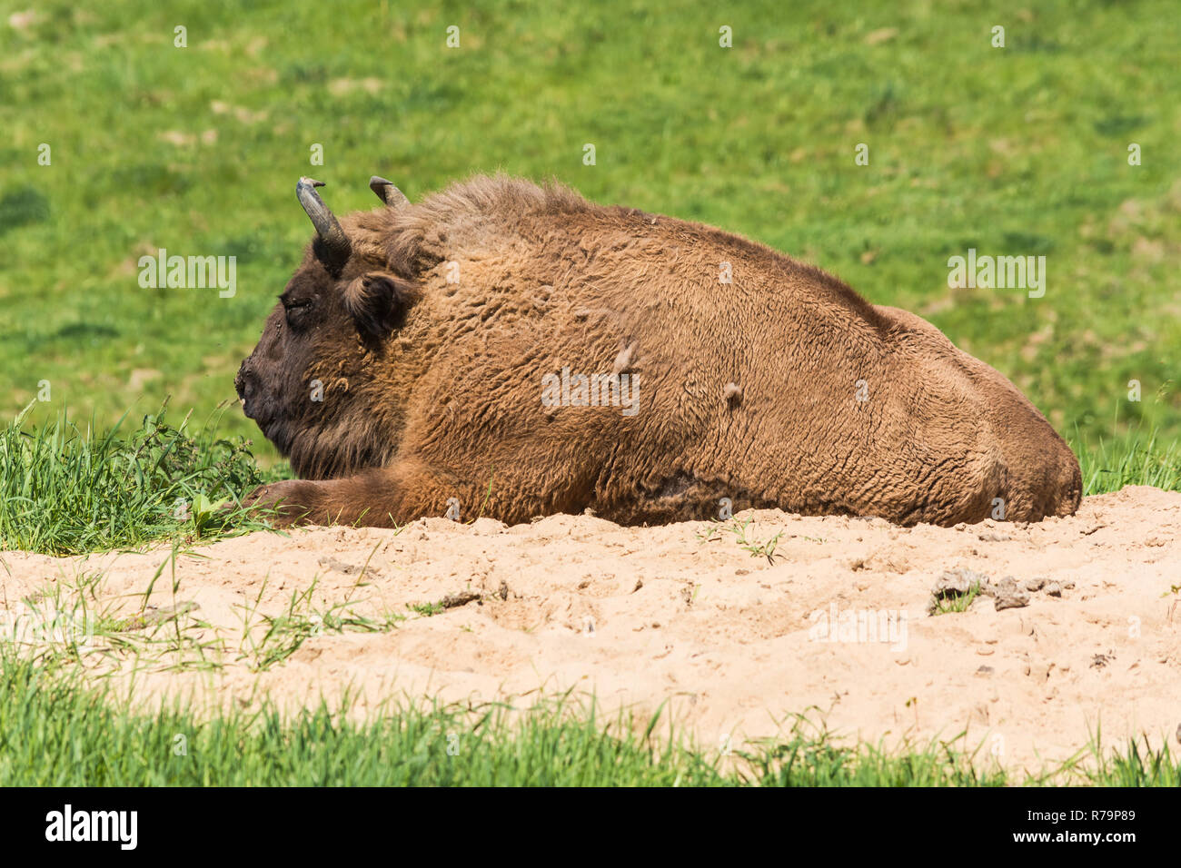 Grand bison lire sur l'herbe des prairies vertes. Banque D'Images