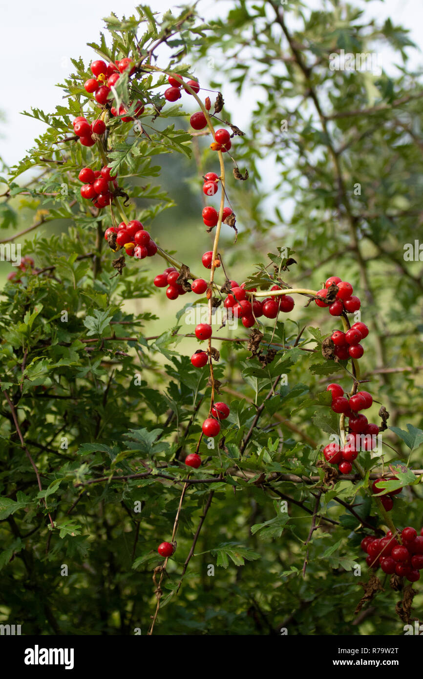 Black bryony (Tamus communis) tournant sur couverture d'aubépine Banque D'Images