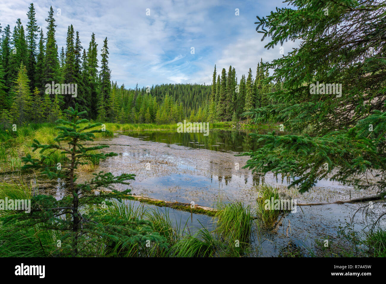 Vue sur le lac, fer à cheval dans le parc national Denali, Alaska Banque D'Images