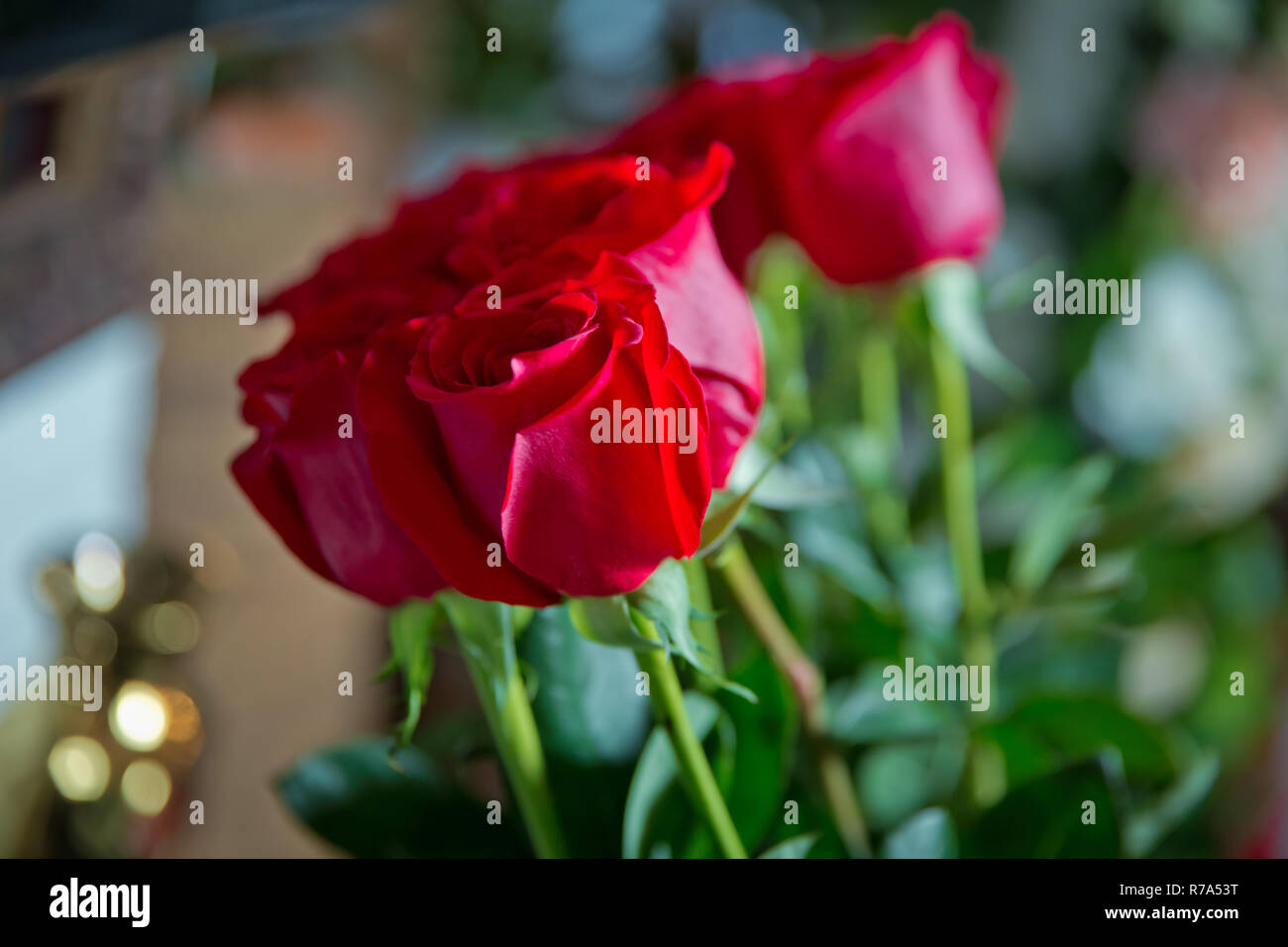 Fleurs roses rouges avec valentine festival et beau bouquet flou contexte . 8 Marc . De très belles fleurs roses rouges . Soft box shot Banque D'Images