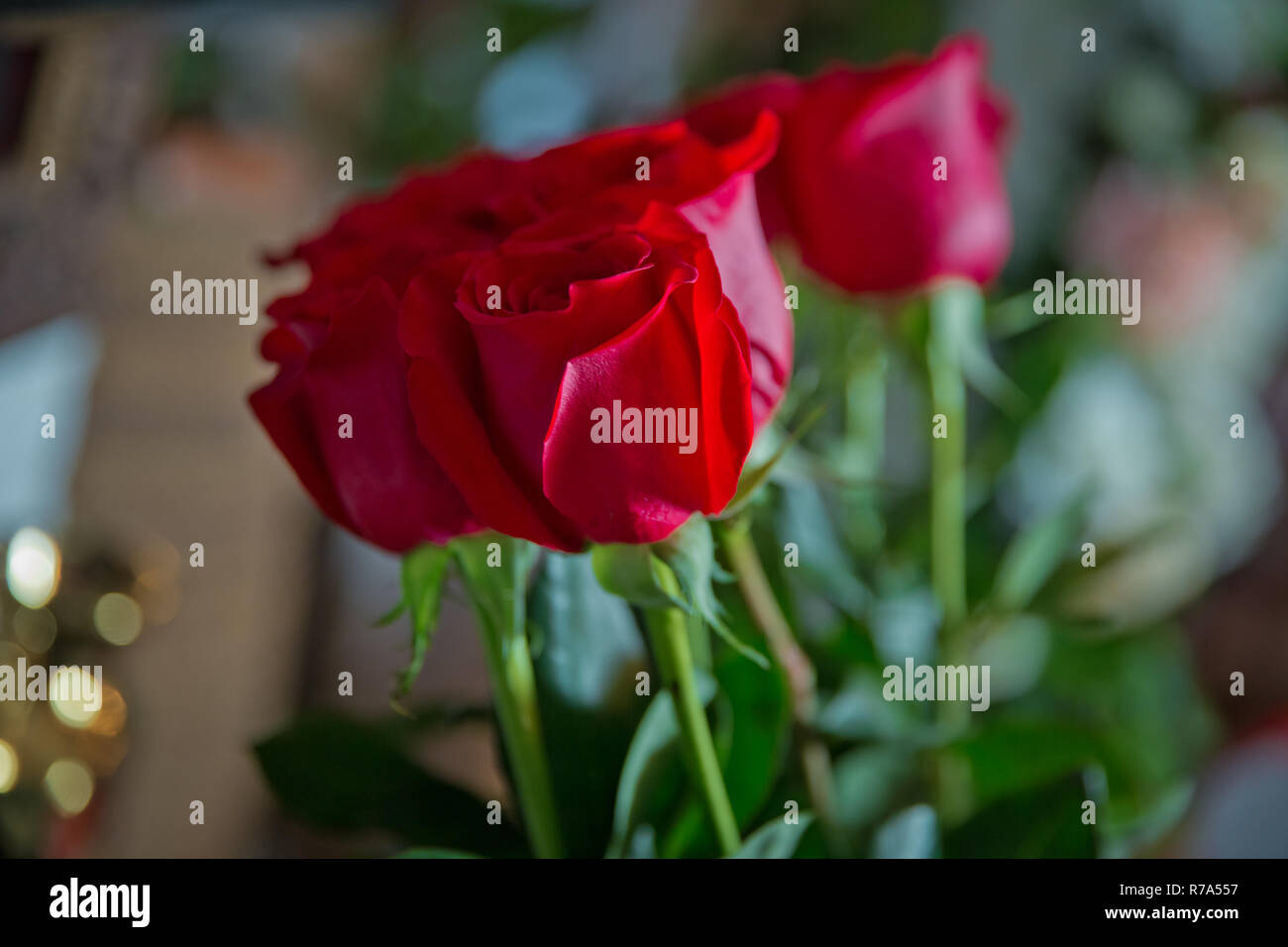 Fleurs roses rouges avec valentine festival et beau bouquet flou contexte . 8 Marc . De très belles fleurs roses rouges . Soft box shot Banque D'Images
