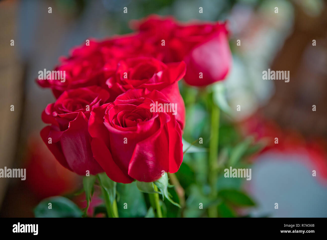 Fleurs roses rouges avec valentine festival et beau bouquet flou contexte . 8 Marc . De très belles fleurs roses rouges . Soft box shot Banque D'Images