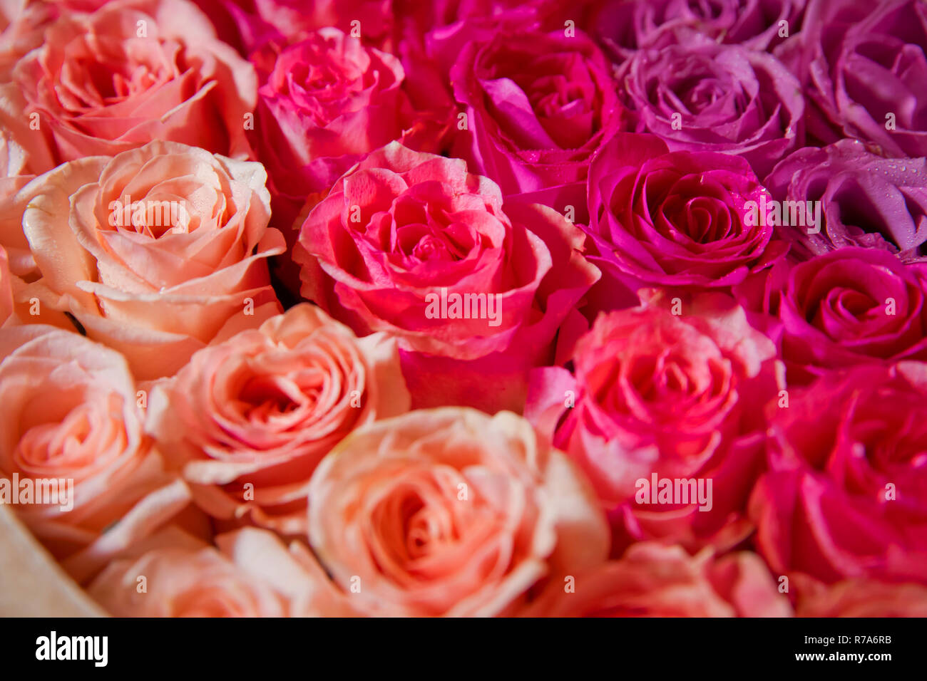 Red roses naturelles contexte . Fond rose rouge. Les horizontales. Mur de fleurs. Close-up of bouquet énorme Banque D'Images