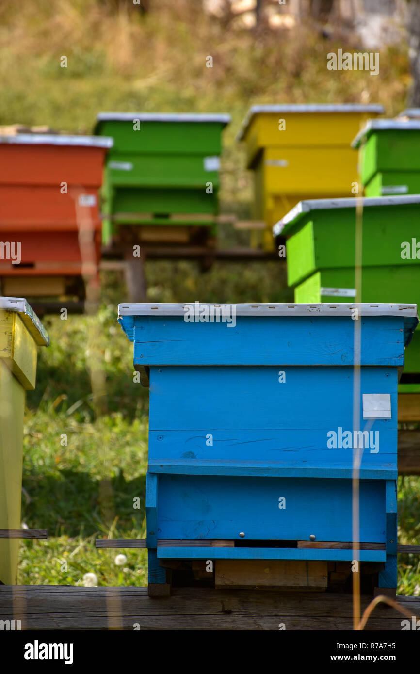 Libre de couleurs rouge, bleu, jaune et vert de ruches sur une colline herbeuse Banque D'Images