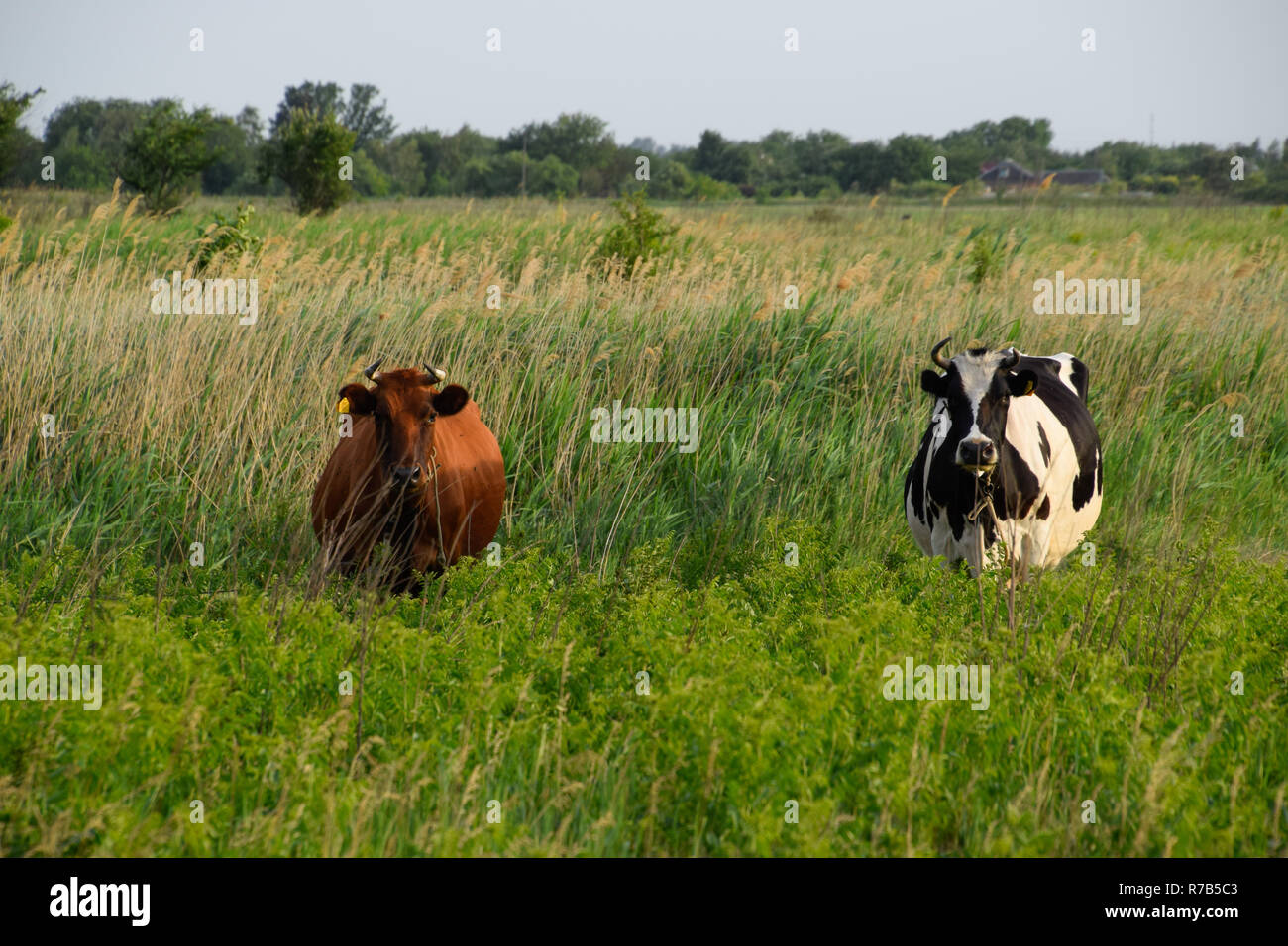 Deux vaches dans le pré. Le brun et le noir-blanc vaches. Les vaches regarder dans l'objectif de l'appareil photo Banque D'Images