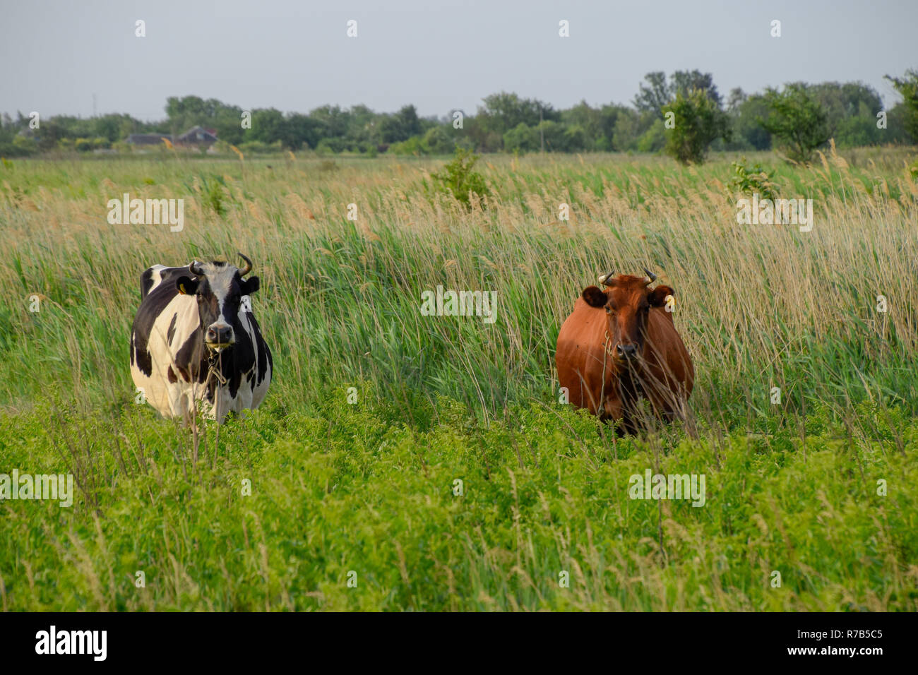 Deux vaches dans le pré. Le brun et le noir-blanc vaches. Les vaches regarder dans l'objectif de l'appareil photo Banque D'Images