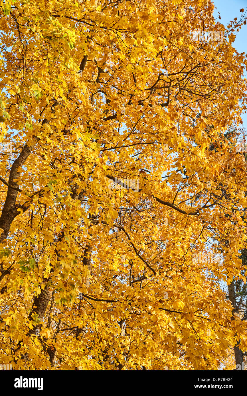 Branches d'arbres avec des feuilles jaunes accrocher au-dessus de la rivière, automne doré, réflexions, leafs sur l'eau, rayons de soleil au jaune, feuilles, branches de tre Banque D'Images
