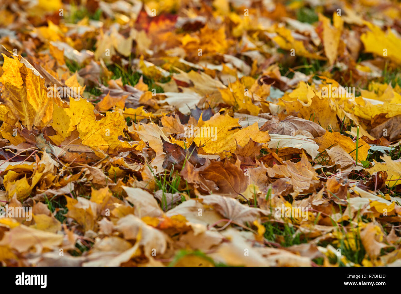 Golden l'automne dans le parc, journée ensoleillée, temps clair, reflets, leafs sur le terrain, couleur jaune Banque D'Images
