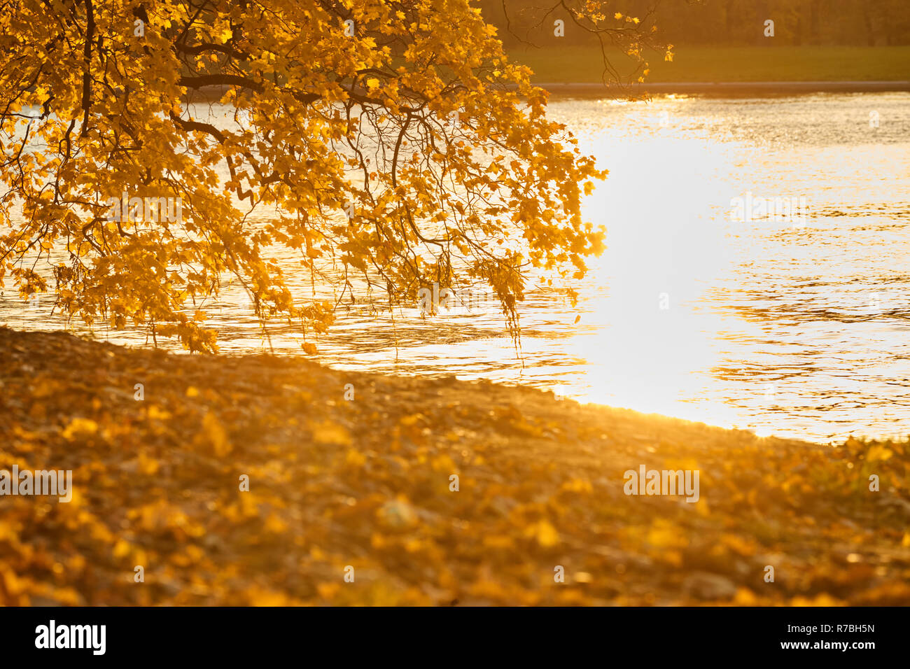 Branches d'arbres avec des feuilles jaunes accrocher au-dessus de la rivière, automne doré, réflexions, leafs sur l'eau, rayons de soleil au jaune, feuilles, branches Banque D'Images