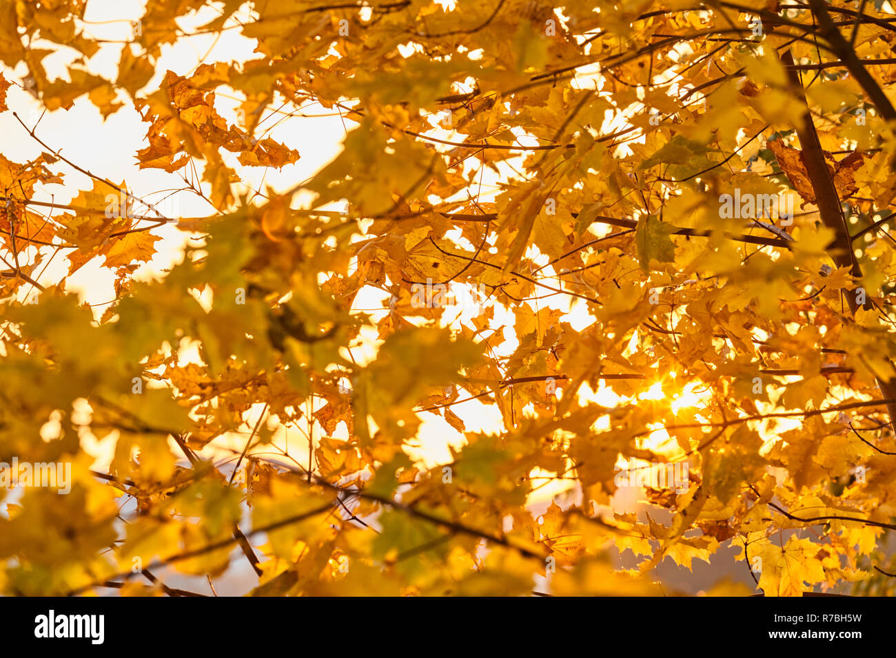 Branches d'arbres avec des feuilles jaunes, automne doré, reflets du soleil, rayons de soleil au jaune, feuilles, branches d'arbres Banque D'Images