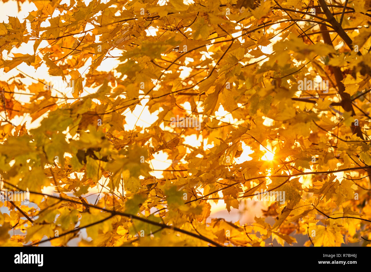 Branches d'arbres avec des feuilles jaunes, automne doré, reflets du soleil, rayons de soleil au jaune, feuilles, branches d'arbres Banque D'Images