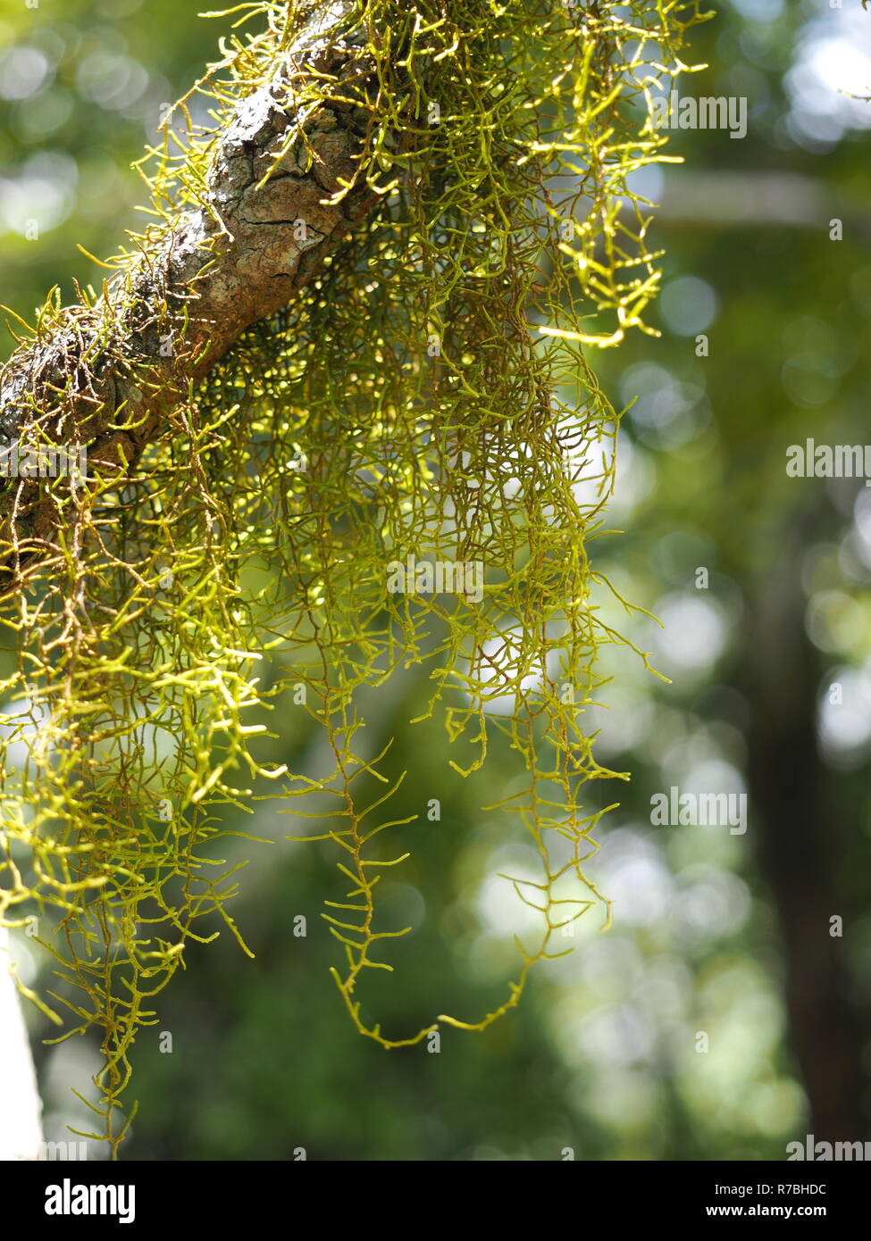 La croissance des lichens sur une branche d'arbre dans une forêt. Banque D'Images