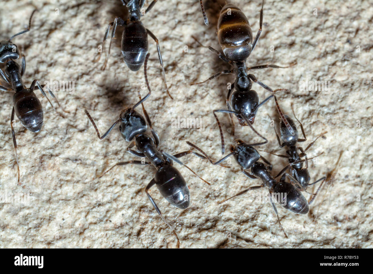 Lasius niger Banque D'Images