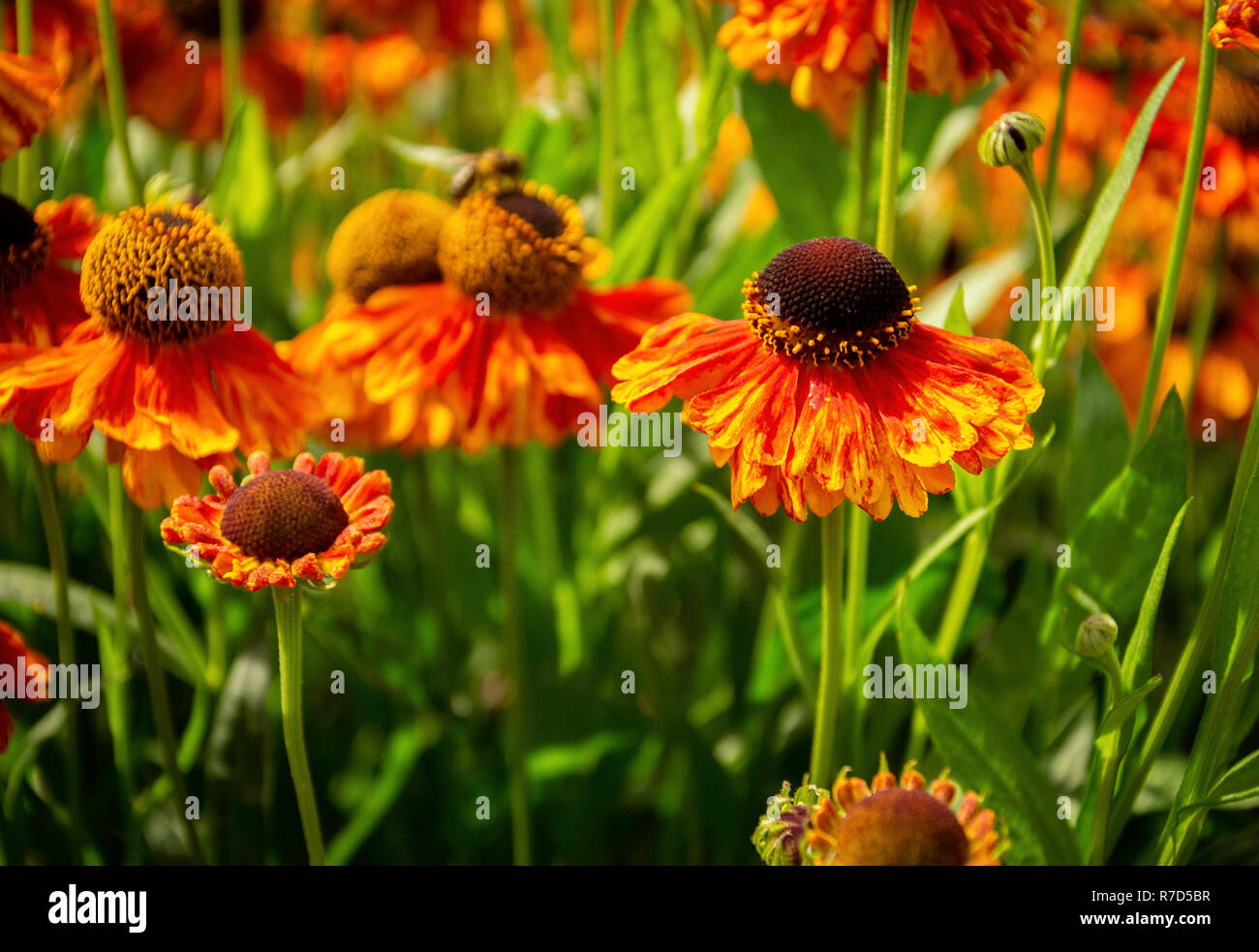 Helenium en fleur Banque D'Images