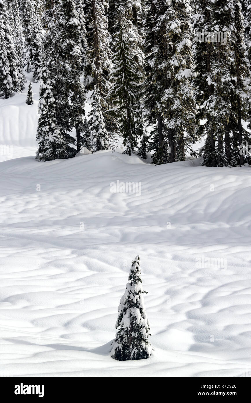 Lone Tree recouverts de neige en Mt. Rainier National Park à Washington Banque D'Images
